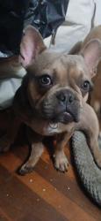 Lost Male Dog last seen L Street between 4th & 5th Ave across the street from Chula Vista high school football field  , Chula Vista, CA 91911
