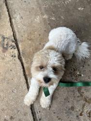 Reunited Male Dog last seen Westborough Dr, Texas 77449, USA, Harris County, TX 77449