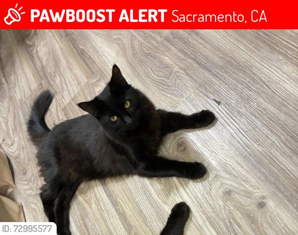 Lost Female Cat last seen Olive glen court and Robertson Ave , Sacramento, CA 95821