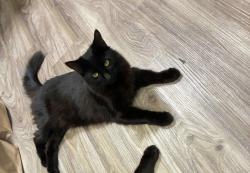 Lost Female Cat last seen Olive glen court and Robertson Ave , Sacramento, CA 95821