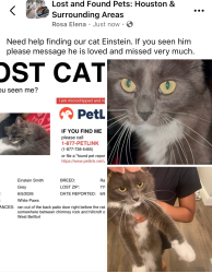 Lost Male Cat last seen Chimney rock, hillcroft, Houston, TX 77035