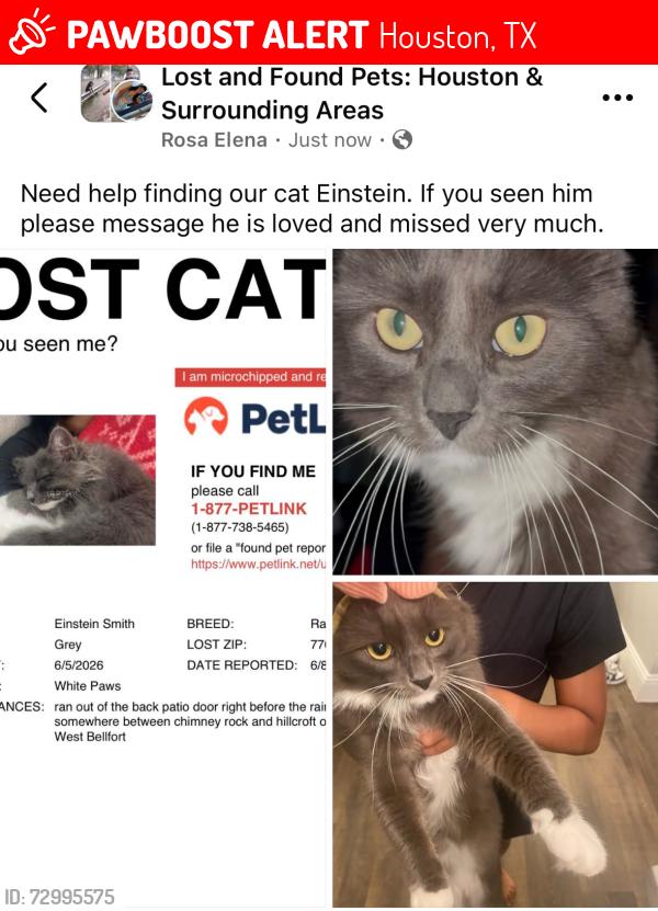 Lost Male Cat last seen Chimney rock, hillcroft, Houston, TX 77035