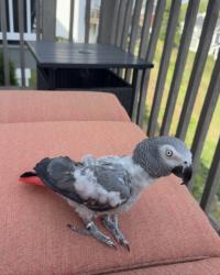 Reunited Female Bird last seen ashburg drive, Silver Spring Township, PA 17050