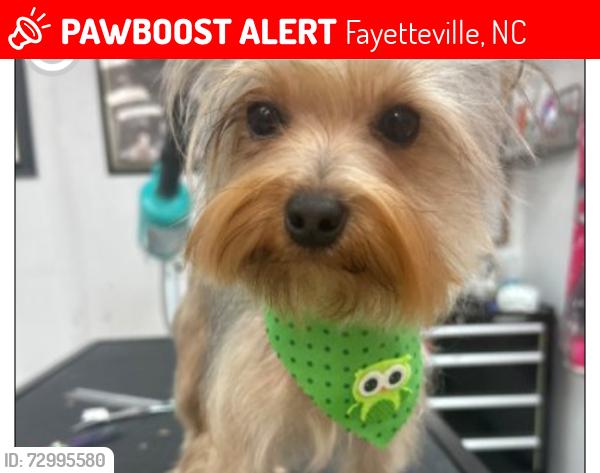 Lost Male Dog last seen Yadkin road , Fayetteville, NC 28303
