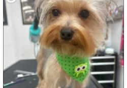 Lost Male Dog last seen Yadkin road , Fayetteville, NC 28303