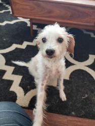 Reunited Female Dog last seen Warner & springdale, Huntington Beach, CA 92649