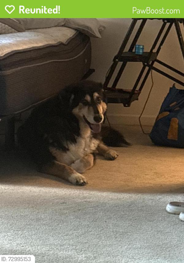 Reunited Female Dog last seen Near Corwood Ln., Apt. 6, Hendersonville, NC, Hendersonville, NC 28739