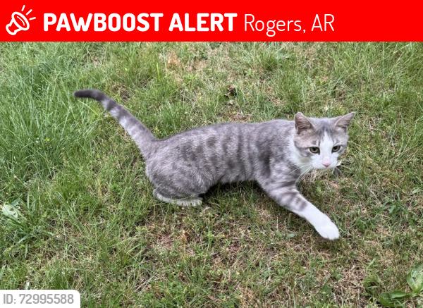 Lost Male Cat last seen Olive Street & Cambridge , Rogers, AR 72756