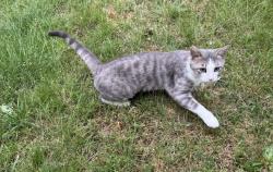 Lost Male Cat last seen Olive Street & Cambridge , Rogers, AR 72756