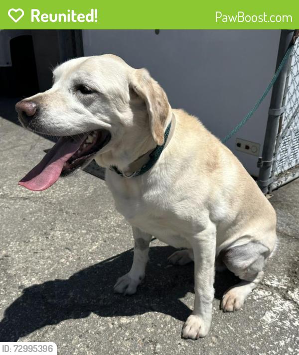 Reunited Male Dog last seen Madrona Avenue and Antonio Street, Torrance, CA 90503