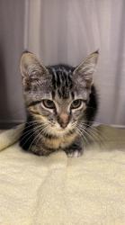 Shelter Stray Female Cat last seen SPRINGVIEW DR/SUNSET, 11232 B Ave, Auburn, CA 95603, USA