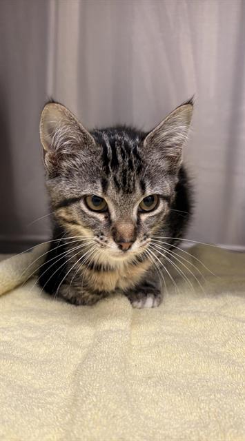 Shelter Stray Female Cat last seen SPRINGVIEW DR/SUNSET, 11232 B Ave, Auburn, CA 95603, USA