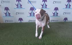 Shelter Stray Female Dog last seen , 2769 Conroy Rd, Orlando, FL 32839, USA
