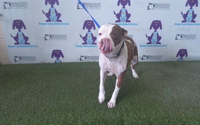 Shelter Stray Female Dog last seen , 2769 Conroy Rd, Orlando, FL 32839, USA