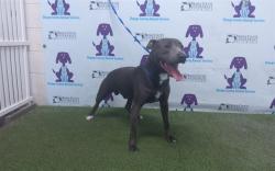 Shelter Stray Male Dog last seen , 2769 Conroy Rd, Orlando, FL 32839, USA