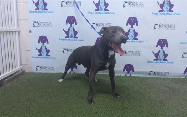 Shelter Stray Male Dog last seen , 2769 Conroy Rd, Orlando, FL 32839, USA