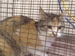 Shelter Stray Female Cat last seen ANTELOPE RD/SUNRISE BLVD, 95610, 3839 Bradshaw Rd, Sacramento, CA 95827, USA