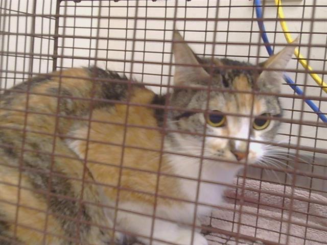 Shelter Stray Female Cat last seen ANTELOPE RD/SUNRISE BLVD, 95610, 3839 Bradshaw Rd, Sacramento, CA 95827, USA