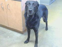 Shelter Stray Female Dog last seen GARDEN HWY/W ELKHORN BLVD, SACRAMENTO CA 95837, 3839 Bradshaw Rd, Sacramento, CA 95827, USA