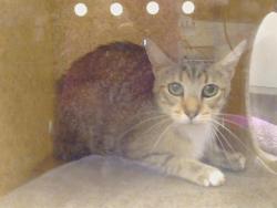 Shelter Stray Female Cat last seen TWEDE WAY/RASMUSSEN CIR, ELVERTA CA 95626, 3839 Bradshaw Rd, Sacramento, CA 95827, USA