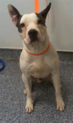 Shelter Stray Male Dog last seen CHARLOTTE, 8315 Byrum Dr, Charlotte, NC 28217, USA