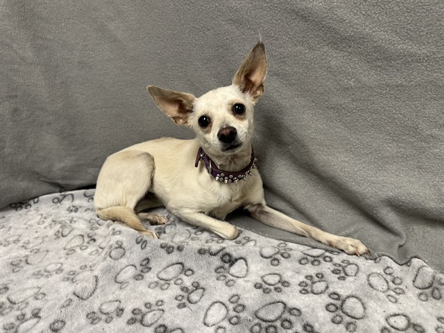 Shelter Stray Female Dog last seen , 38550 Sierra Hwy, Palmdale, CA 93550, USA