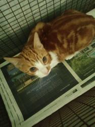 Shelter Stray Female Cat last seen , 1850 W 60th St, Los Angeles, CA 90047, USA