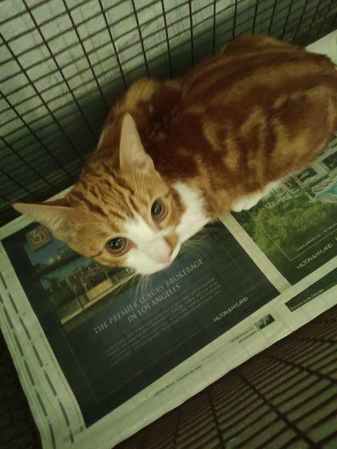 Shelter Stray Female Cat last seen , 1850 W 60th St, Los Angeles, CA 90047, USA