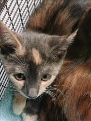 Shelter Stray Female Cat last seen , 1850 W 60th St, Los Angeles, CA 90047, USA