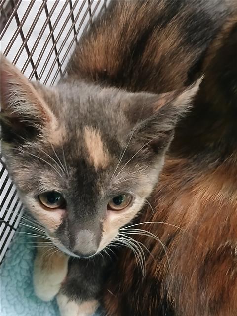 Shelter Stray Female Cat last seen , 1850 W 60th St, Los Angeles, CA 90047, USA