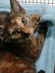 Shelter Stray Female Cat last seen , 1850 W 60th St, Los Angeles, CA 90047, USA