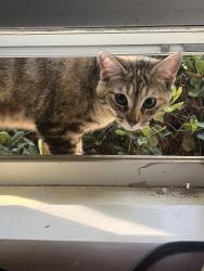 Lost Female Cat last seen Chalk Bed Rd, Graniteville, SC 29829