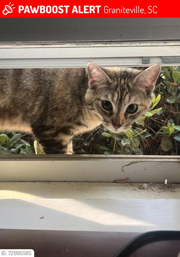 Lost Female Cat last seen Chalk Bed Rd, Graniteville, SC 29829