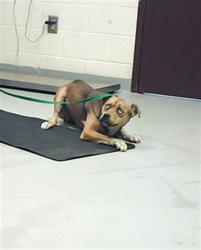 Shelter Stray Male Dog last seen , 4704 Corporation Dr, Fayetteville, NC 28306, USA