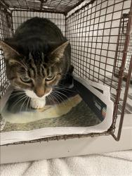 Shelter Stray Female Cat last seen , 14409 Vanowen St, Van Nuys, CA 91405, USA