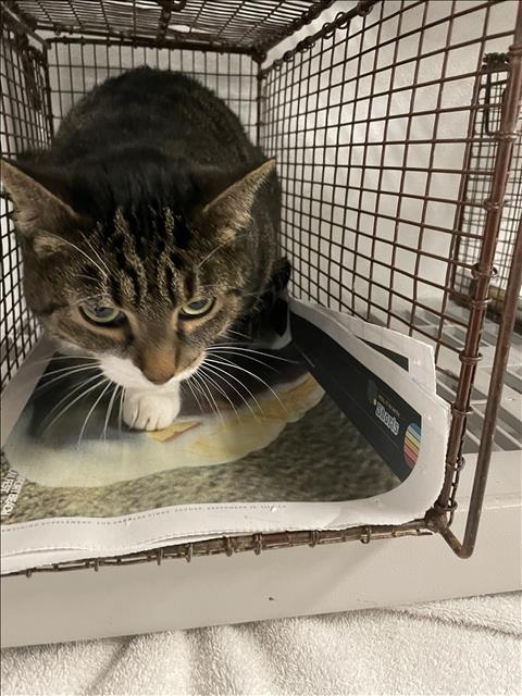 Shelter Stray Female Cat last seen , 14409 Vanowen St, Van Nuys, CA 91405, USA