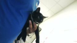 Shelter Stray Male Cat last seen Near BLOCK DOW CT, FAYETTEVILLE NC 28314, 4704 Corporation Dr, Fayetteville, NC 28306, USA
