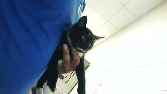 Shelter Stray Male Cat last seen Near BLOCK DOW CT, FAYETTEVILLE NC 28314, 4704 Corporation Dr, Fayetteville, NC 28306, USA