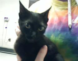 Shelter Stray Male Cat last seen Near BLOCK DOW CT, FAYETTEVILLE NC 28314, 4704 Corporation Dr, Fayetteville, NC 28306, USA