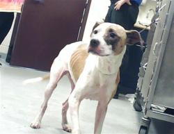 Shelter Stray Female Dog last seen Near BLOCK PLATEAU CT, FAYETTEVILLE NC 28303, 4704 Corporation Dr, Fayetteville, NC 28306, USA