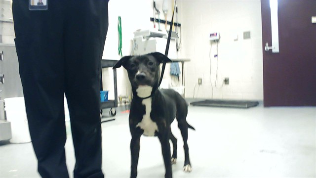 Shelter Stray Female Dog last seen Near BLOCK SMITHFIELD RD, WADE NC 28395, 4704 Corporation Dr, Fayetteville, NC 28306, USA