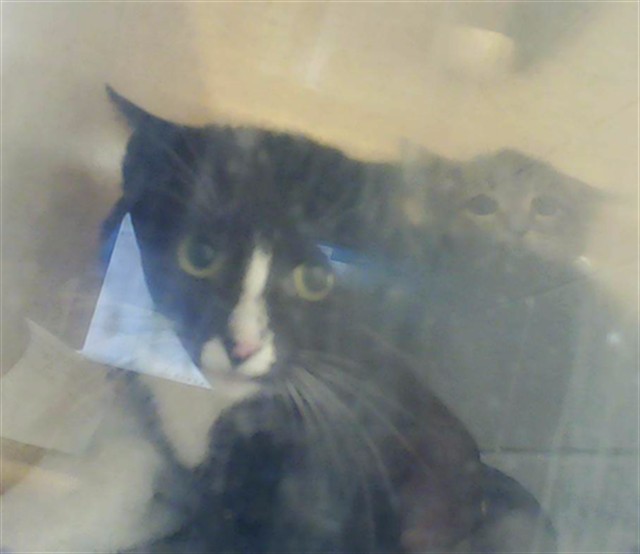Shelter Stray Female Cat last seen Near FOUNDARY CT, HOPE MILLS NC 28348, 4704 Corporation Dr, Fayetteville, NC 28306, USA