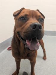 Shelter Stray Male Dog last seen Near , 2600 S Harding St, Indianapolis, IN 46221, USA