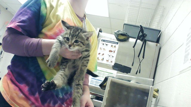 Shelter Stray Male Cat last seen Near FOUNDARY CT, HOPE MILLS NC 28348, 4704 Corporation Dr, Fayetteville, NC 28306, USA