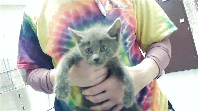 Shelter Stray Male Cat last seen Near FOUNDARY CT, HOPE MILLS NC 28348, 4704 Corporation Dr, Fayetteville, NC 28306, USA