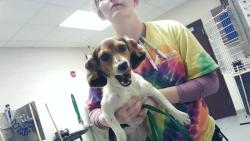 Shelter Stray Female Dog last seen Near CHICKEN FOOT RD, HOPE MILLS NC 28348, 4704 Corporation Dr, Fayetteville, NC 28306, USA