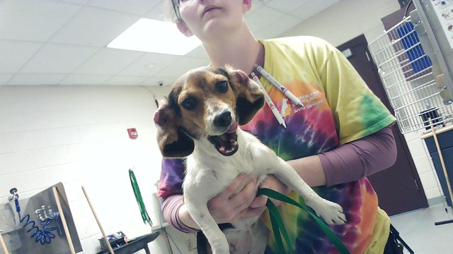 Shelter Stray Female Dog last seen Near CHICKEN FOOT RD, HOPE MILLS NC 28348, 4704 Corporation Dr, Fayetteville, NC 28306, USA