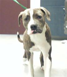 Shelter Stray Male Dog last seen Near BLOCK CEDAR CREEK RD, FAYETTEVILLE NC 28312, 4704 Corporation Dr, Fayetteville, NC 28306, USA