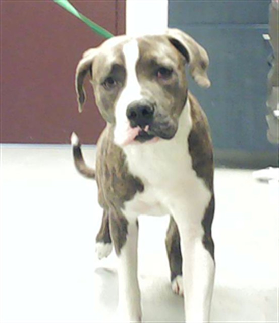 Shelter Stray Male Dog last seen Near BLOCK CEDAR CREEK RD, FAYETTEVILLE NC 28312, 4704 Corporation Dr, Fayetteville, NC 28306, USA