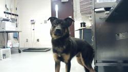 Shelter Stray Male Dog last seen Near BLOCK IRELAND DR, FAYETTEVILLE NC 28304, 4704 Corporation Dr, Fayetteville, NC 28306, USA